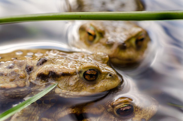 Frog in water