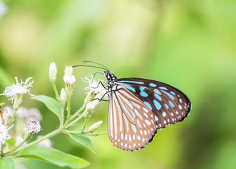 Fototapeta na wymiar Close-up Blue Tiger butterfly on flower.