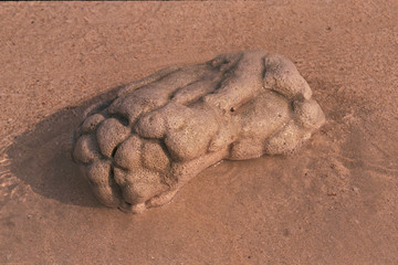 Fototapeta na wymiar Piece of Fossil on Damp Sand