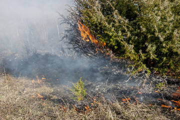 forest fire