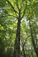 Obraz premium 白神山地1993年12月に世界遺産として登録されました。