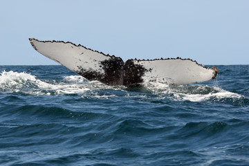 Fototapeta premium The humpback whale (Megaptera novaeangliae), tail in the ocean