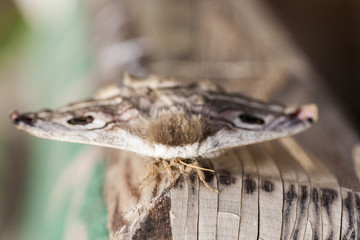 buterfly
