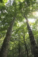 白神山地

1993年12月に世界遺産として登録されました。