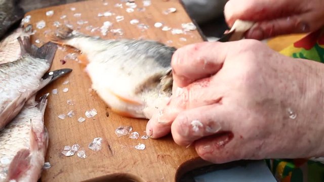 Woman cleans a fish. Evisceration of fish. fresh fish processing. Skinning fish.
