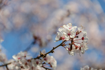 cherry blossoms
