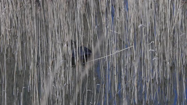 poule d'eau dans son milieu naturel