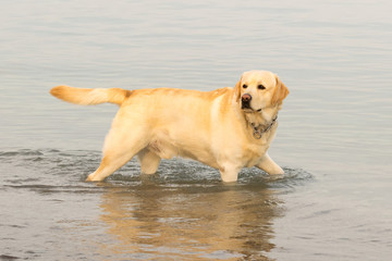 Labrador dog having fun at the sea.
