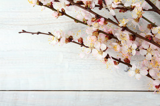 blossoming branch of a peach on white wooden background