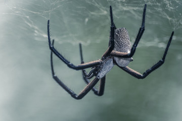 White Back Spider Constructing It's Web