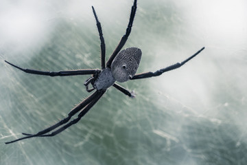 White Back Spider