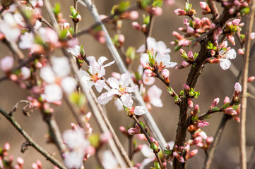 Fototapeta na wymiar Cherry blossoms Chinese