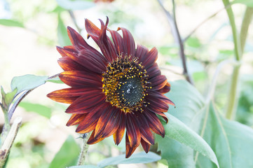 purple flower sunflower