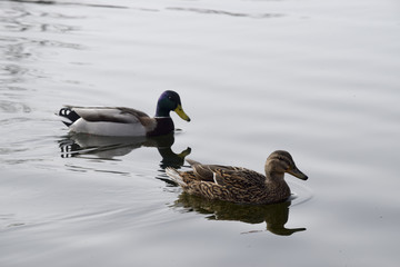 Entenpaar auf dem See im Naturschutzgebiet Thüringen