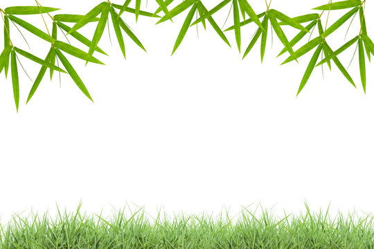 Green grass with bamboo leaves frame  isolated on white backgrou