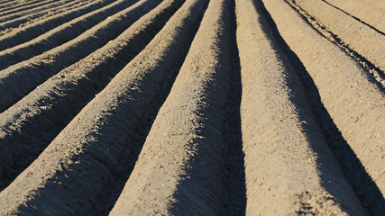Plow lines in agricultural field