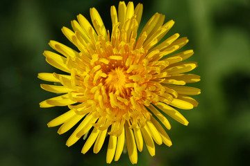 Dandelion flower from above with blurred green background