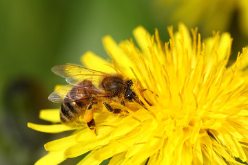 Honeybee going through a yellow dandelion flower covered in pollen