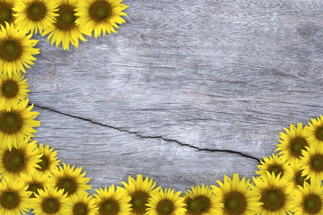 Sunflower on wooden background