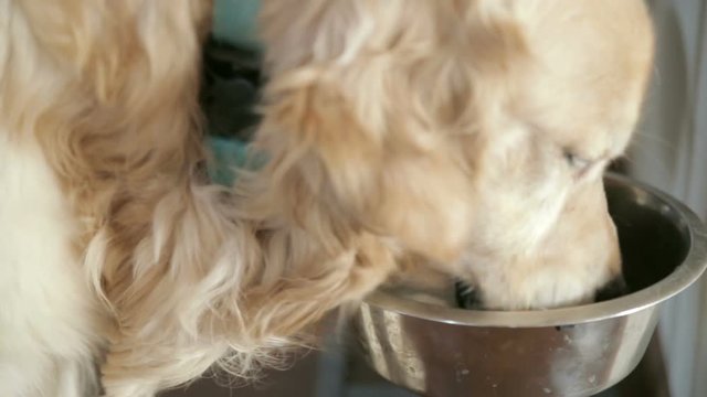 dog drinks water