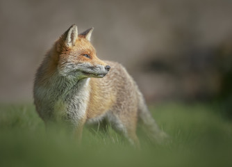 Beautiful mature red fox