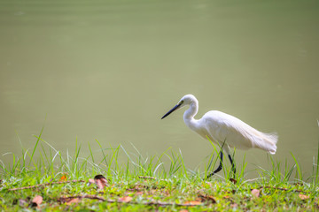 Animals in Wildlife - White Egrets. Outdoors.