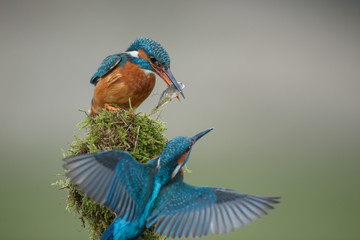 Kingfisher courtship ritual
