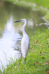 Obraz premium Animals in Wildlife - White Egrets.