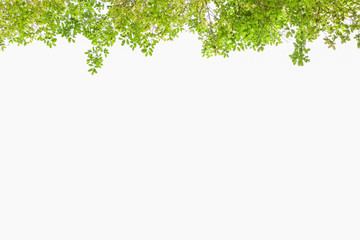 Obraz premium Beautiful Green leaves on white background.