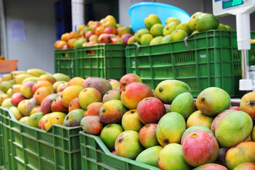 Indian mangoes on sale. India with wide ranging climatic zones produces a great variety of mangoes, with a broad range of taste, color, shape, texture, etc. April, May and June are the main season.