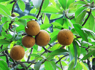 Obraz premium Ripening Sapodilla fruits in an organic garden. Other names - Zapota, Chikkoo Sapota. Sapodilla is a tropical, evergreen tree fruit (berry) with exceptionally sweet and malty flavor.