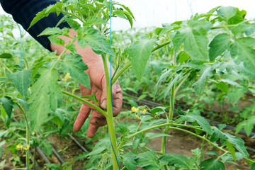 Tomato seedling before planting into the soil, greenhouse plants, drip irrigation, greenhouse cultivation of tomatoes in agriculture, hard-working farmer hands