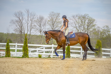 Woman Practicing on Hunter Jumper Horse in Ring