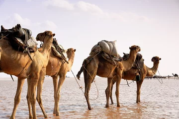 Crédence de cuisine en verre imprimé Chameau Afar herders lead a camel caravan. Danakil-Ethiopia. 0291