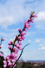 Pfirsichblüten