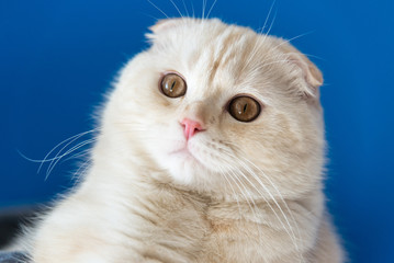 Portrait of Scottish Fold cat looking up