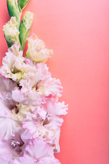 Gladiolus flowers on a pink background