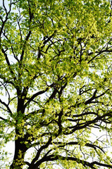 Oak in the countryside green
