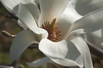 Yulan magnolia (Magnolia denudata) © nickkurzenko