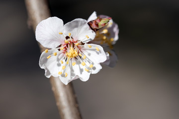 Beautiful apricot flower