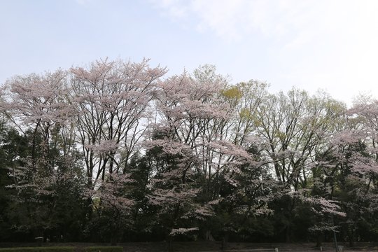 城山公園の桜 / 栃木県の城山公園にて桜の写真を撮ってきました。