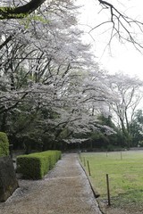 城山公園の桜 / 栃木県の城山公園にて桜の写真を撮ってきました。