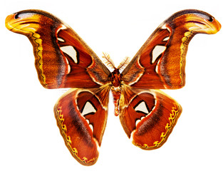 Obraz premium butterfly