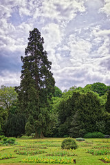 Fototapeta na wymiar Big old fir trees and flowers in Park of Audley