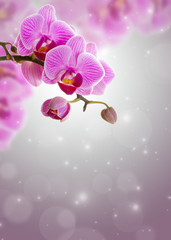 Fototapeta na wymiar Pink orchid flower.