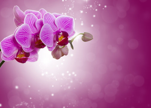 Pink orchid flower.