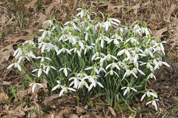 Snowdrop (Galanthus nivalis)