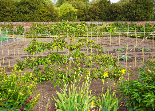 Pear Conference tree in Kitchen garden of Audley