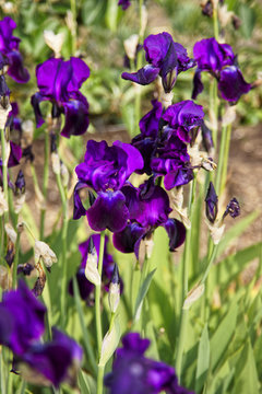 Purple Iris in Kitchen garden in Audley