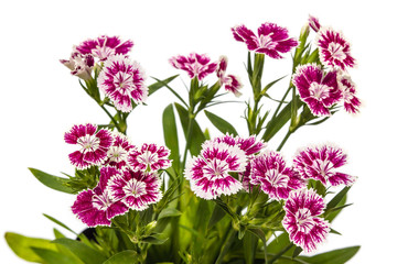 Dianthus chinensis (China Pink) Flowers on white background